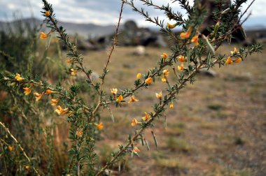 Çiçekli dağ akasya