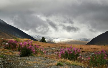 Altay dağlarında çiçek açan fireweed