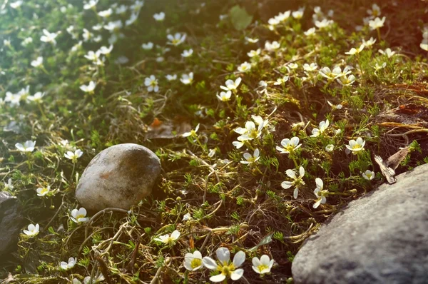 Güzel beyaz frowers