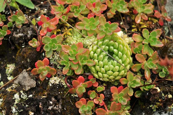 taş rose (veya sözde tavuk ve tavuk