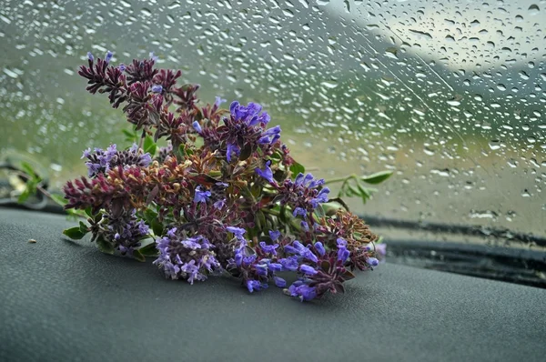 Lavanta ve kekik bir buket