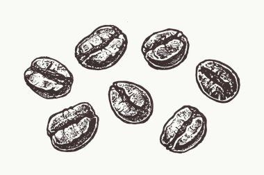 Beyaz arka planda izole kahve çekirdekleri. Kahve çekirdekleriyle çizilmiş vektör el çizimi