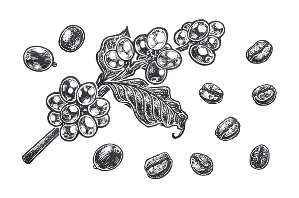 Кофейная Ветка Зерном Кофейными Зёрнами Винтажный Стиль Органические Продукты Питания — стоковый вектор