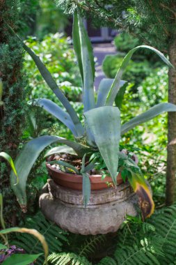 Saksıda kocaman bir saksı kırmızısı