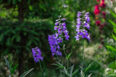                               Yazın çok güzel bir bahçe.      