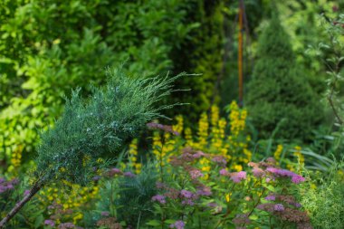                               Yazın çok güzel bir bahçe.      