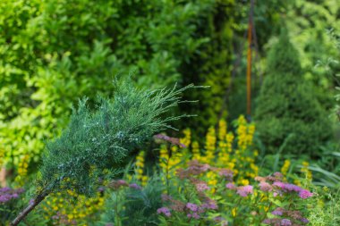                               Yazın çok güzel bir bahçe.      