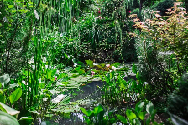 Jardim Muito Bonito Verão — Fotografia de Stock