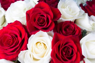 Çiçek arkaplan. Kırmızı ve beyaz güllere yakın çekim