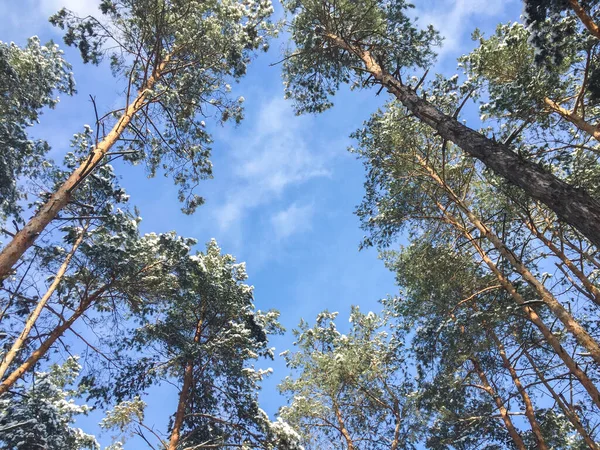 Vacker Utsikt Över Snötäckta Tallar Mot Den Blå Himlen Vinterdagen — Stockfoto