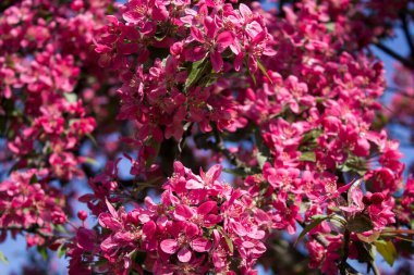 Çiçek arkaplanı. Mavi gökyüzünde çiçek açan pembe sakura. Yakın plan..