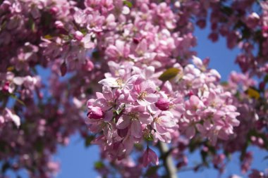 Çiçek arkaplanı. Mavi gökyüzünde çiçek açan pembe sakura. Yakın plan..