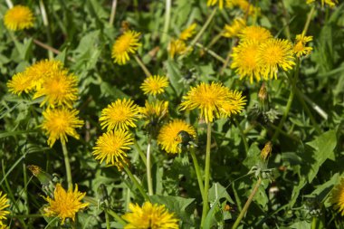 Yaz dönemi. Sarı karahindiba çiçekleri. Yakın plan..