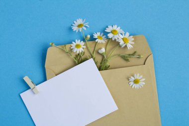 Mavi arka planda, boş beyaz kağıt için metin ve papatya çayı manzarası. Yakın plan..