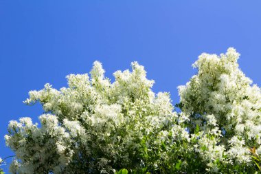 Yaz dönemi. Mavi gökyüzüne karşı açan beyaz çiçekler. Yakın plan..