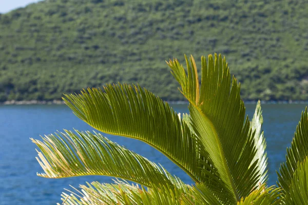 Летний Фон Крупный План Пальмовых Листьях Море Горы Солнечный День — стоковое фото