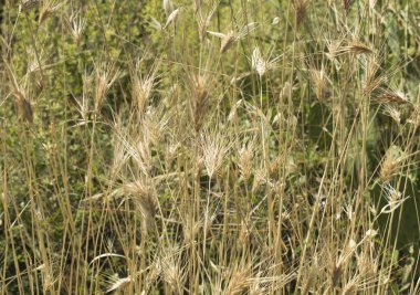 Doğal sonbahar geçmişi. Kuru dikenlere yakın çekim.