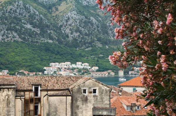 View Old City Houses Summer Day Kotor Montenegro — Stock Photo, Image