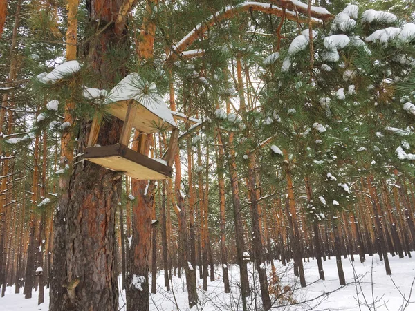 Vogelfutterhäuschen Aus Holz Winter Kiefernwald — Stockfoto