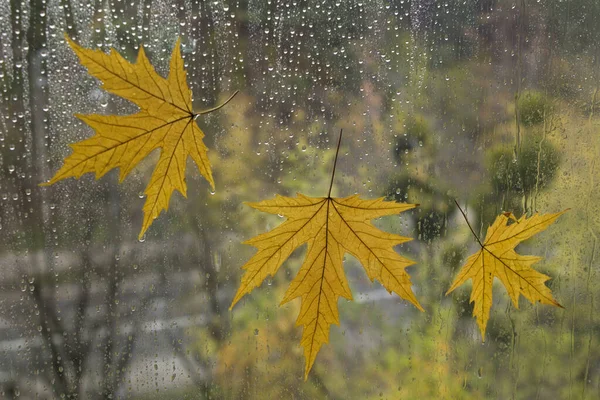 秋天的背景窗玻璃上的黄色干叶 后续行动 — 图库照片