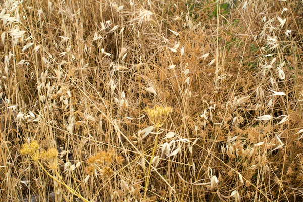 Natürlicher Herbsthintergrund Nahaufnahme Auf Trockenen Stacheln Feld — Stockfoto
