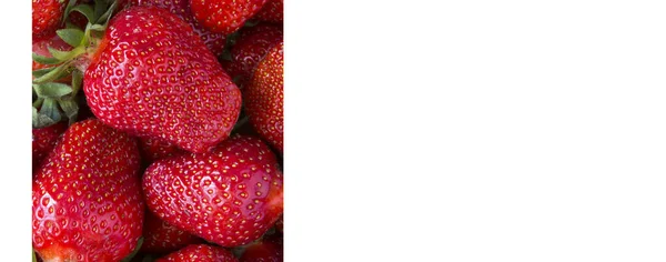 Close Strawberry White Background Banner Copy Space — Stock Photo, Image