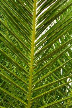 Doğal tropikal arka plan. Palmiye yaprağına yakın çekim. Konum dikey.