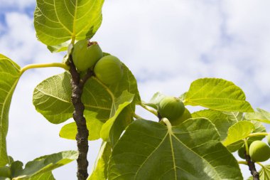 Ağaç dalındaki olgun beyaz incirlere yakın çekim. Doğal arkaplan.
