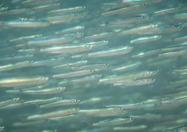 Glass Fish — Stock Photo, Image