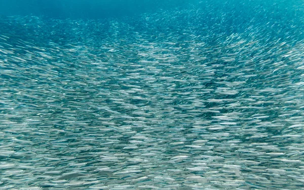 A Swarm of Glass — Stock Photo, Image