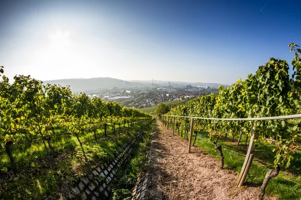 Weinberg der Stadt (1) — Stockfoto