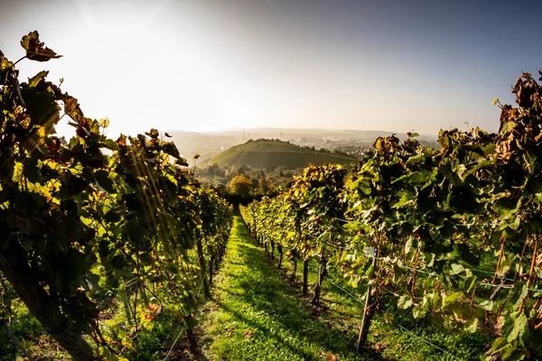 A Path through the Wine — Stock Photo, Image