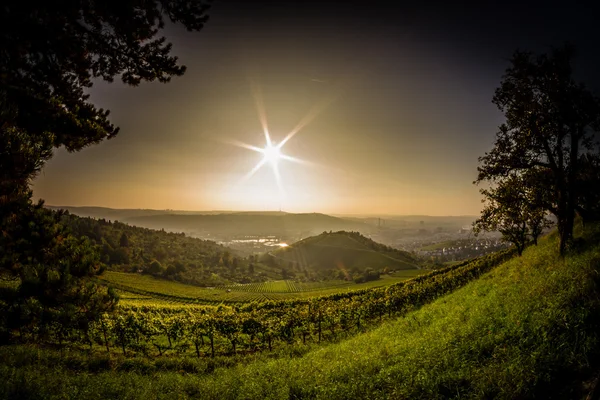 Vineyards in Stuttgart — Stock Photo, Image