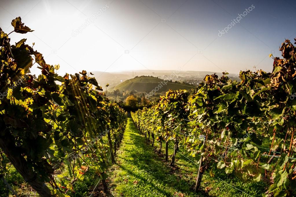A Path through the Wine