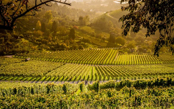 Weinberge und Wege zum Durchwandern — Stockfoto