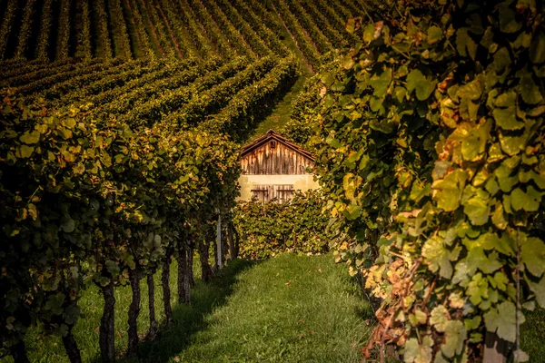 Inside the Vineyard — Stock Photo, Image