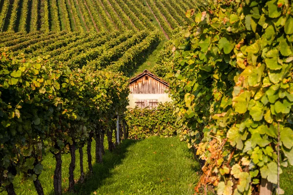 Inside the Vineyard — Stock Photo, Image