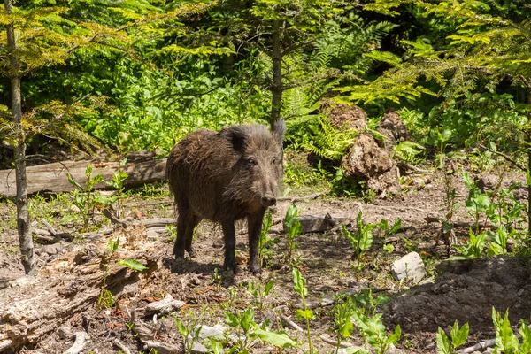 Wild Boar in the Forest — Stock Photo, Image