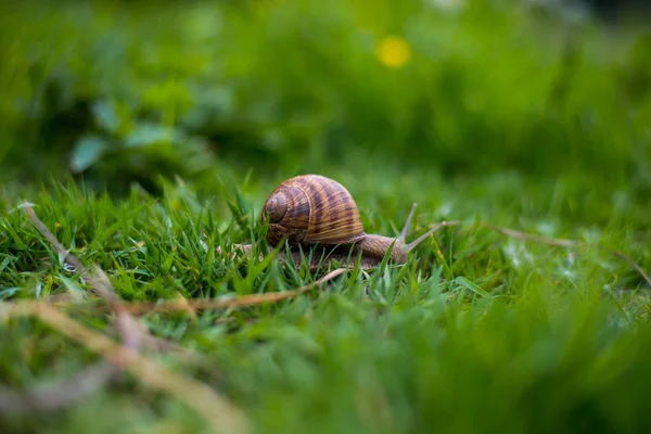 在草地上的单个蜗牛 — 图库照片