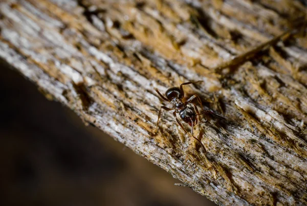 Μυρμήγκι εργασία — Φωτογραφία Αρχείου