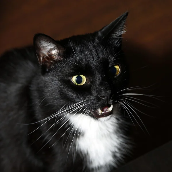 Gato preto de cabelos curtos com queixo branco — Fotografia de Stock