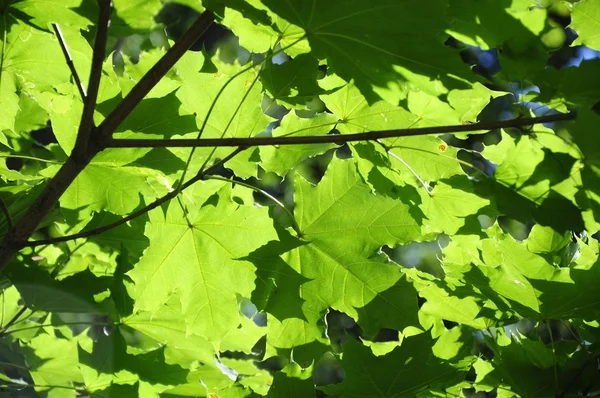 yeşil akçaağaç yaprakları