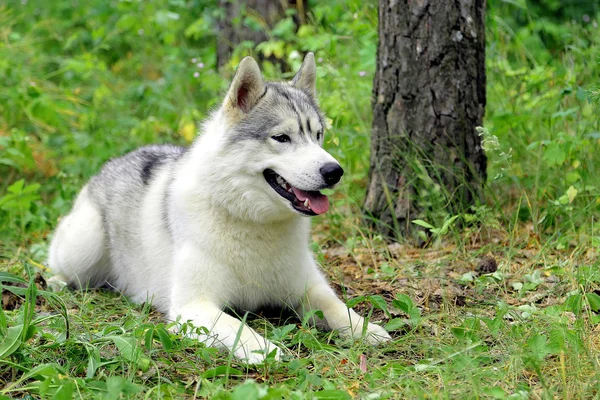 Sibirya Husky köpeği