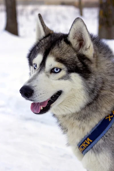 Siberian husky dog — Stock Photo, Image