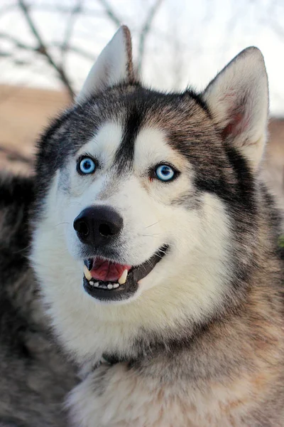 Ritratto di husky. Da vicino. — Foto Stock