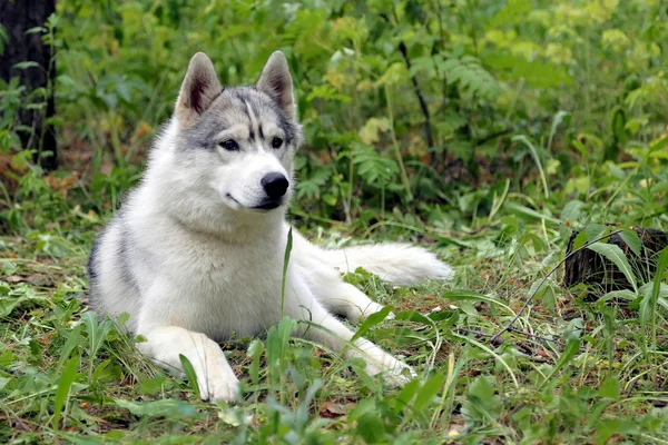 El perro husky siberiano descansa — Foto de Stock