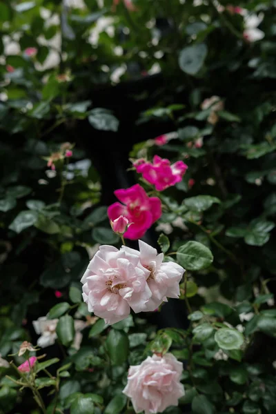 Primer plano de rosas rosadas y blancas floreciendo al aire libre con fondo borroso de color verde oscuro —  Fotos de Stock