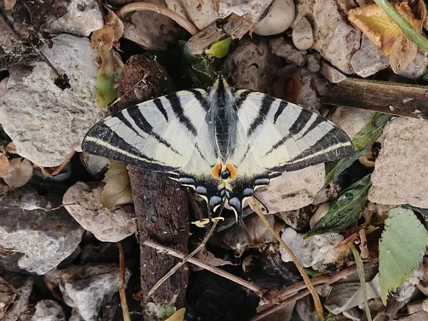 Mariposa Cola Golondrina Cerca Del Río Volga Cerca Ciudad Kazán — Foto de Stock