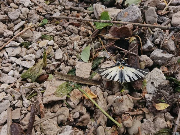 Mariposa Cola Golondrina Cerca Del Río Volga Cerca Ciudad Kazán — Foto de Stock