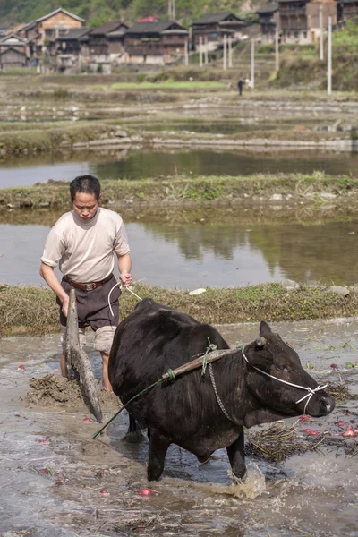 Toro negro tirando de un arado, granjero chino trabaja en el campo . — Foto de Stock